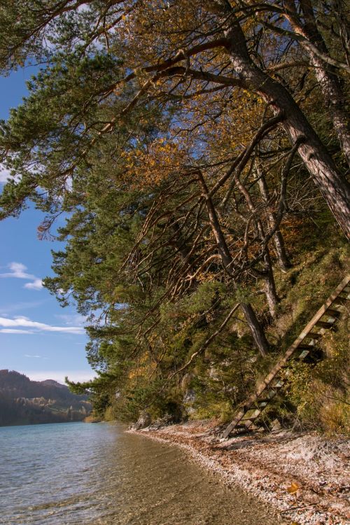 autumn fuschlsee tree