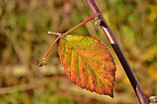 autumn nature sheet