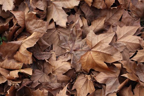 autumn leaves brown