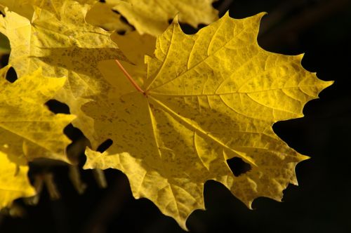 autumn fall foliage golden autumn