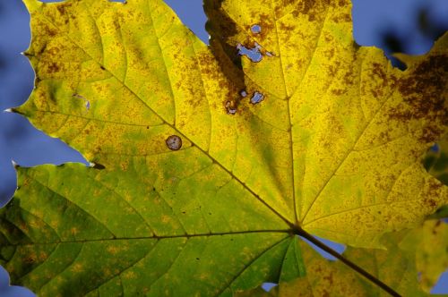 autumn fall foliage golden autumn