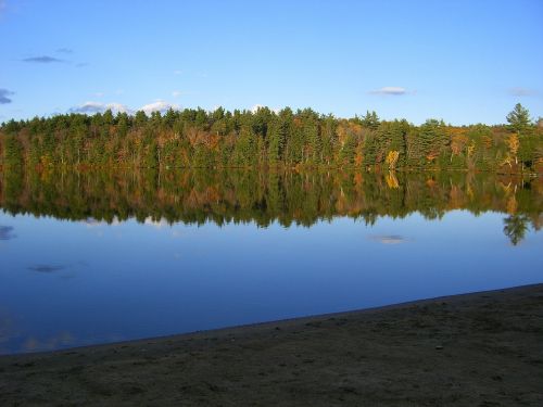 autumn trees forest