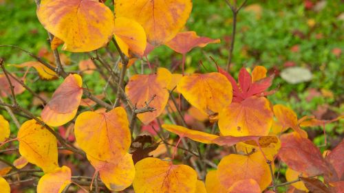 autumn autumn leaves yellow