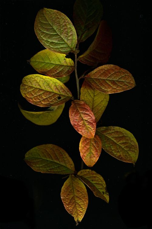 autumn leaves foliage