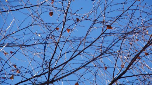 autumn leaves tree