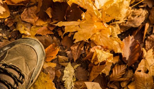 autumn leaves forest