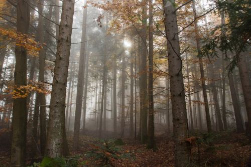 autumn fog colorful leaves