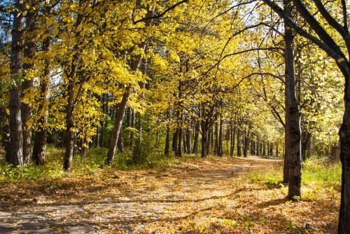 autumn yellow leaves forest