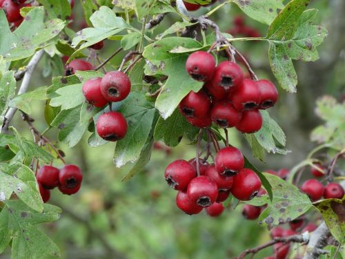 autumn berries rose hip