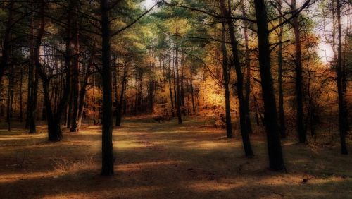 autumn forest colors