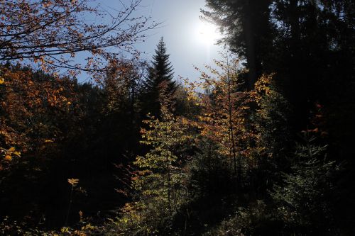 autumn landscape tree