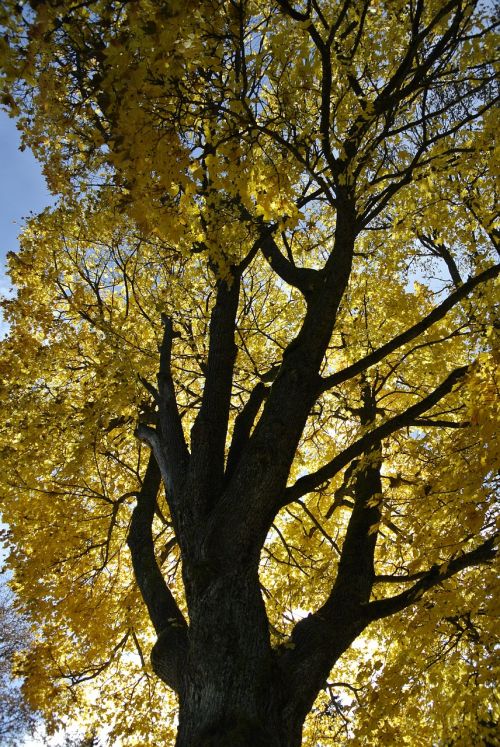 autumn yellow foliage