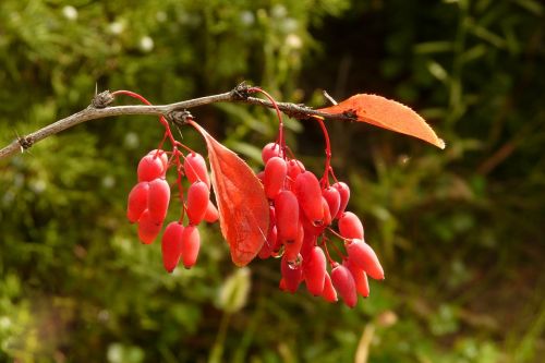 autumn berries golden autumn