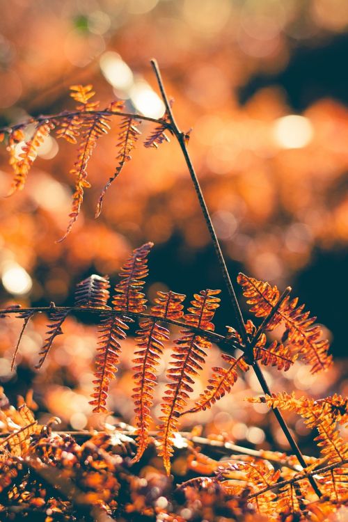 autumn plant fall