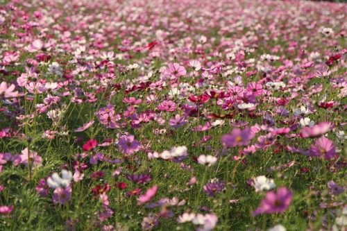 autumn cosmos sky park