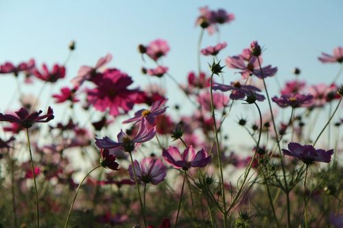 autumn cosmos sky park