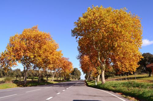 autumn trees alentejo