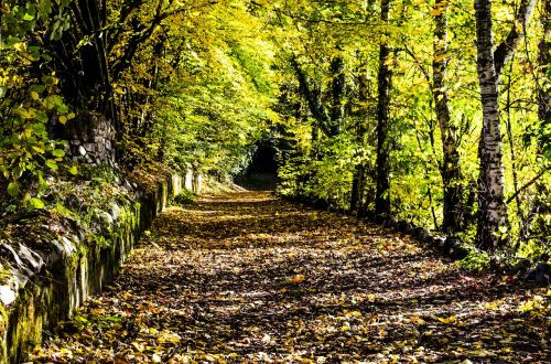 autumn forest leaves