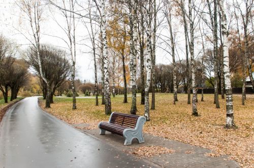 autumn asphalt bench