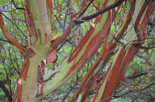 autumn mood leaves