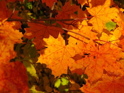 autumn leaves maple