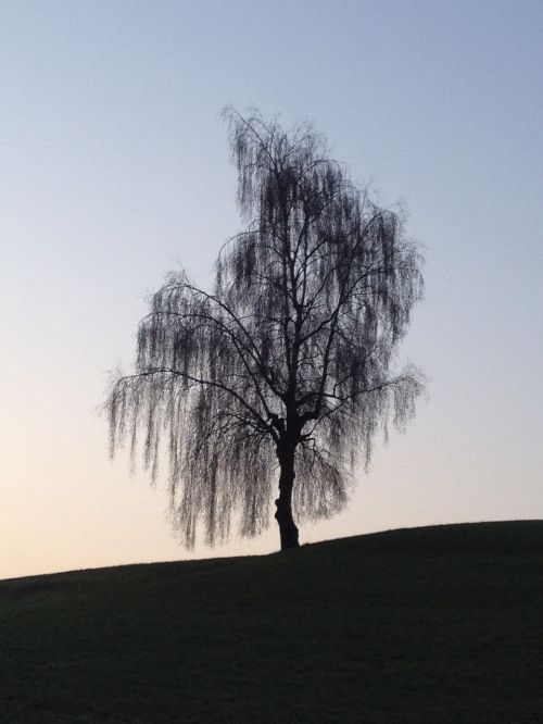 autumn birch evening