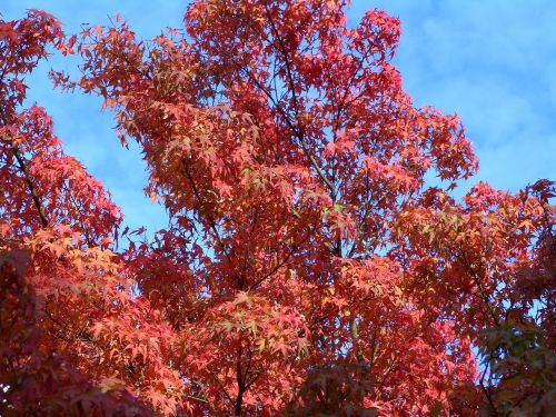 autumn fall foliage october