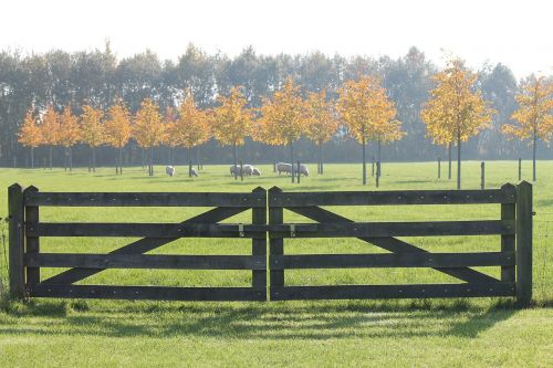 autumn sheep fence