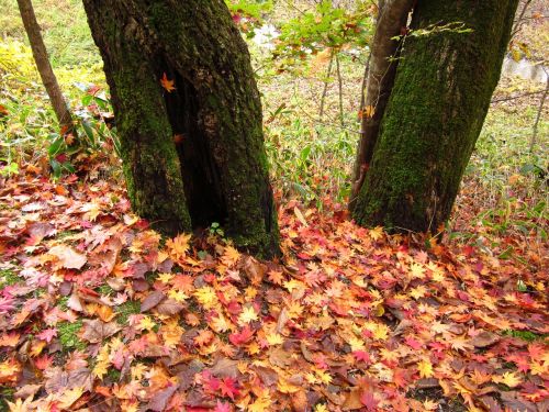 autumn fallen leaves wood