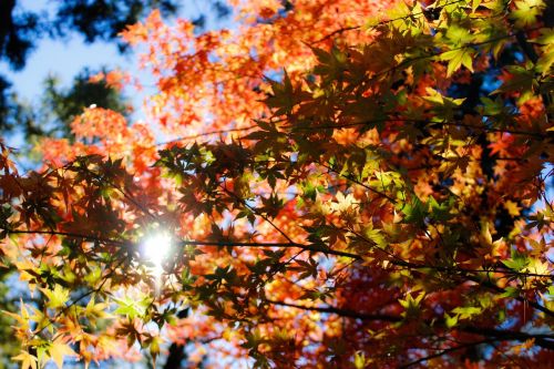 autumn leaves tree