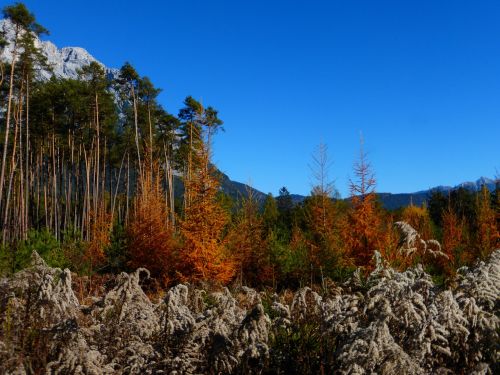 autumn forest colorful