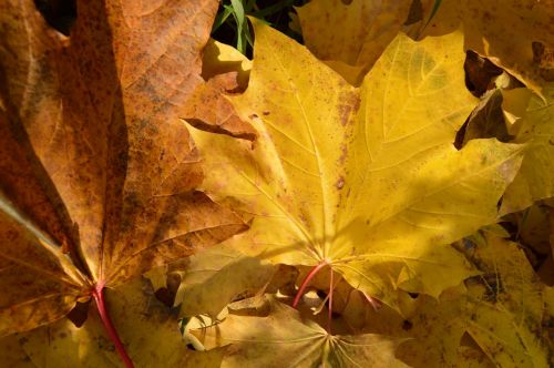 horse autumn leaf