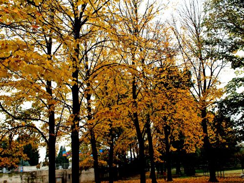 autumn leaves tree