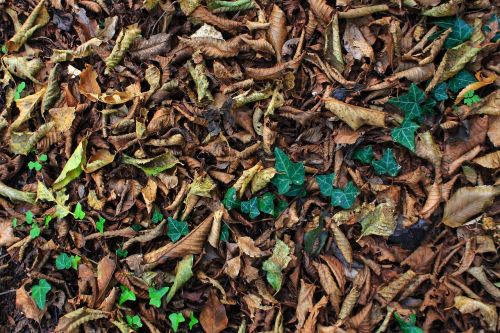 autumn carpet leaves