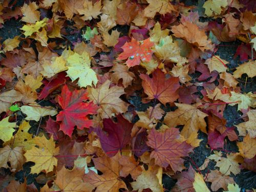 autumn leaves maple