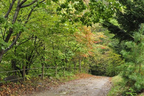 autumn mountain trail forest