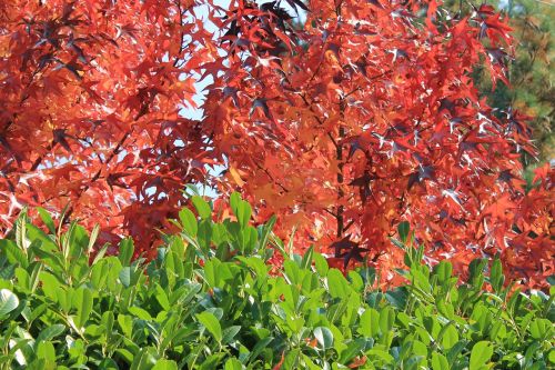 autumn maple red