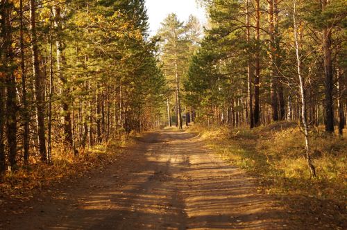 autumn forest nature