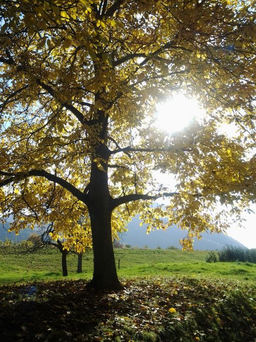 autumn tree fall color