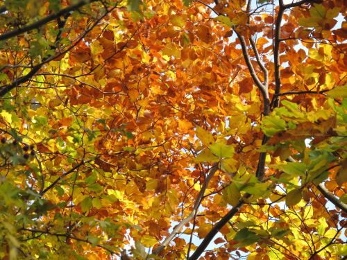 autumn leaf tree