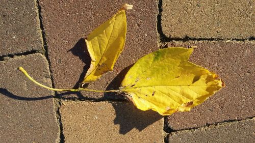 autumn leaf yellow