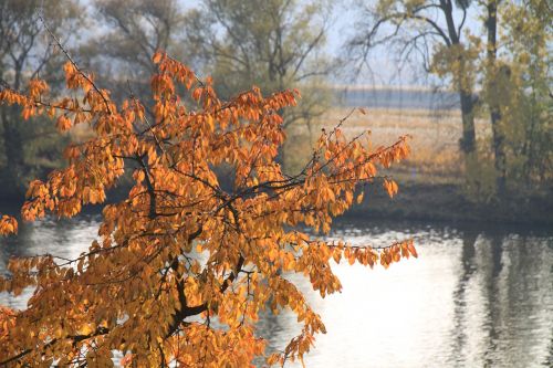 autumn cherry leaves