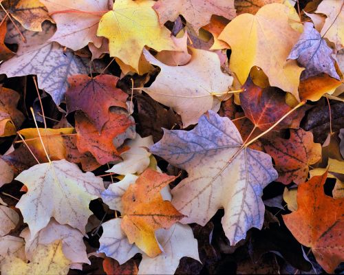 autumn leaves shades