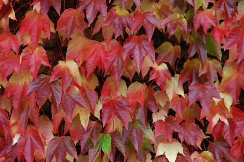 autumn fall foliage october