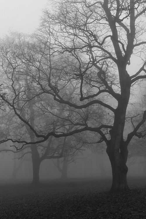 autumn fog trees