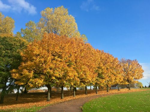 autumn tree glasgow