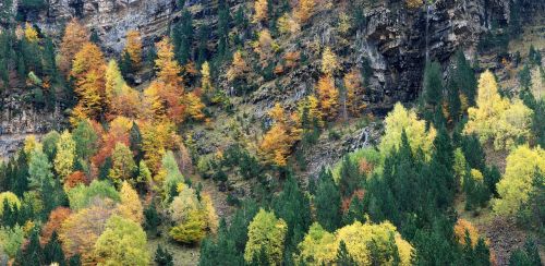 autumn colors forest