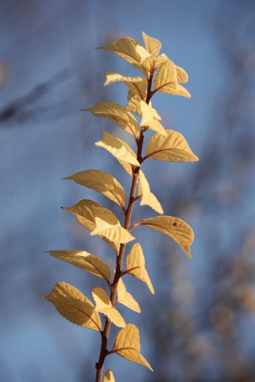 autumn the leaves leaf