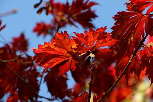 maple autumn leaves