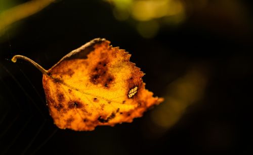 autumn leaf orange
